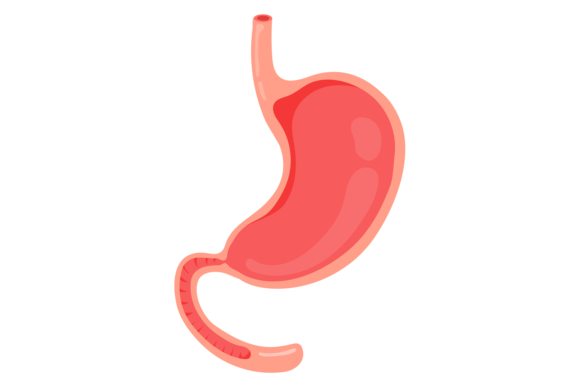 Empty Stomach Cartoon Human Organ. Medic